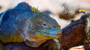 Radios in Ecuador 8 UNESCO in Ecuador