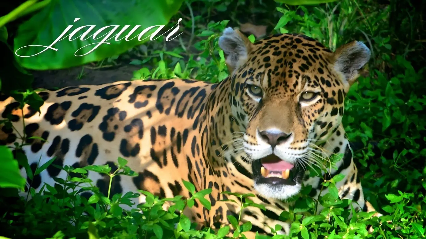 México es simplemente mágico 4 jaguar