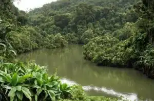 Danza y Bailes en Honduras 427 Curiosidades de Honduras